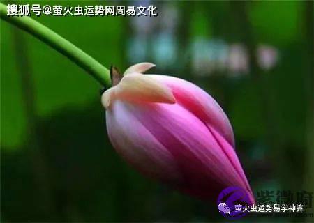 生辰荷花命是怎麽样【生辰命理】
