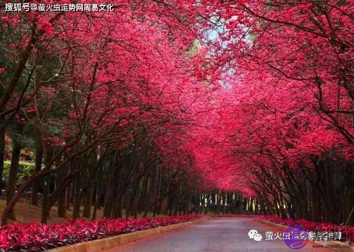 什麽生辰桃花最旺？哪种桃花最旺？
