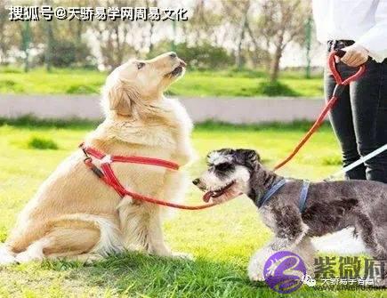生辰看你适不适合养宠物？生辰看最适合养什麽宠物？