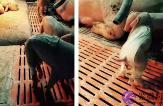 老兽医一招搞定仔猪生辰腿，以后遇见生辰腿小猪不用再淘汰了