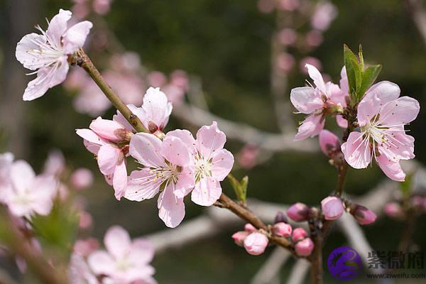 5月最后5天，财气福运喜临门、生辰喜火的属相有望发财！