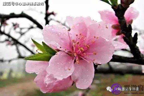 命中带桃花的人有什麽生辰【生辰算婚姻】