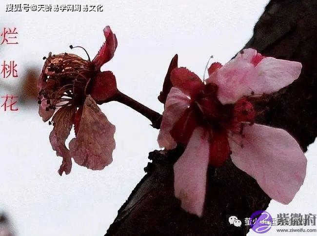 什麽样的生辰容易烂桃花【生辰算婚姻】
