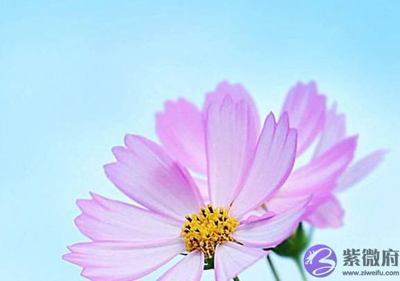 生辰怎麽看桃花坐在那儿