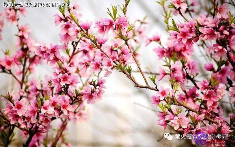 详解生辰神煞的桃花【生辰算婚姻】