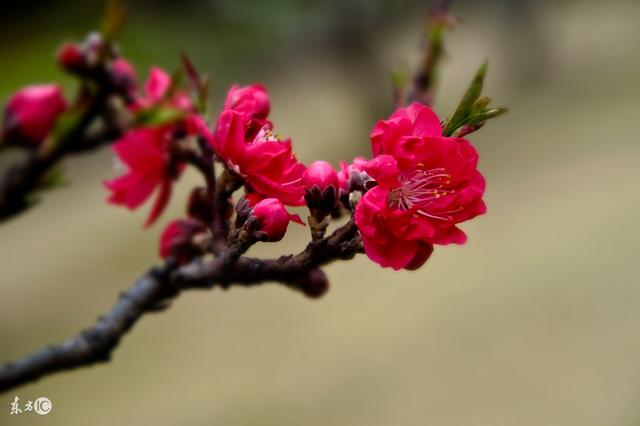析八字合婚可信吗