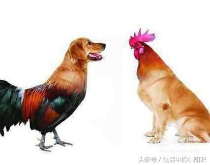 婚姻狗和猴合婚算命