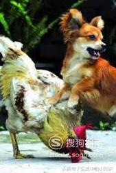 婚姻狗和猴合婚算命
